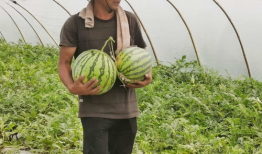 无人区吃瓜爆料免费,吃瓜爆料背后的真实故事